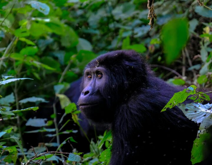 Uganda