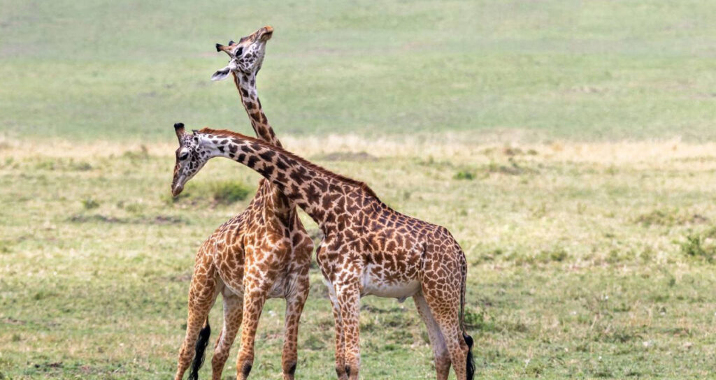 masai mara mission trips