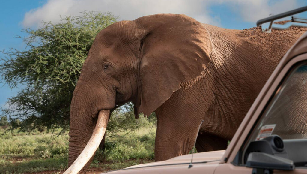 Ethical Volunteer Safari in Africa